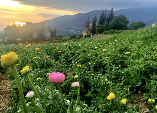 E9232492-912B-4607-8FBA-76B99F796832.jpeg (515.26 KiB) 1183 keer bekeken E9232492-912B-4607-8FBA-76B99F796832.jpeg