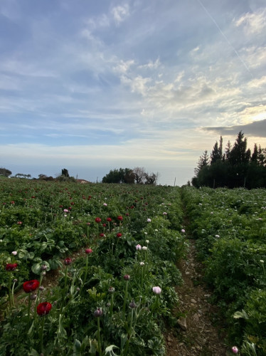 A394FFCA-D9AD-484D-8A5F-B9CB12E535CD.jpeg (352.71 KiB) 1183 keer bekeken A394FFCA-D9AD-484D-8A5F-B9CB12E535CD.jpeg