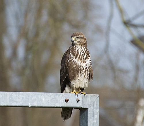 Buizerd03.jpg