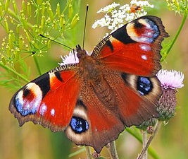 peacock-butterfly-1526939__340.jpg