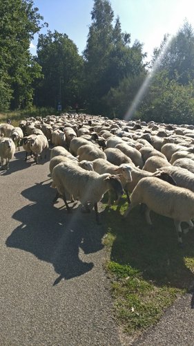 Schapen2.jpeg